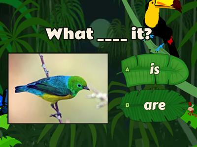 What is it \ What are they + nature vocabulary