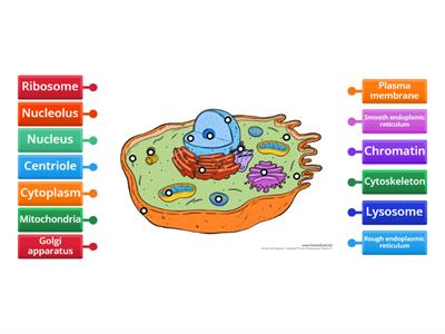 CELL BIOLOGY