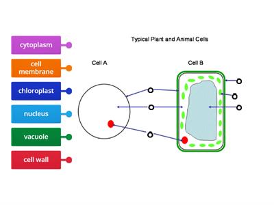 Label a plant and animal cell