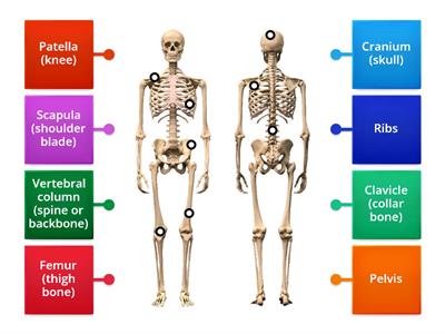 Y3 Label the skeleton