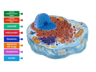 cellula