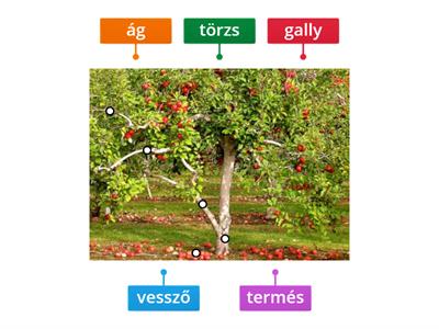 Hornyacsek Zsombor Az almafa részei