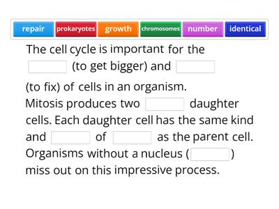 Mitosis