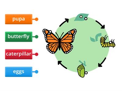 Y2 - Butterfly Life Cycle 