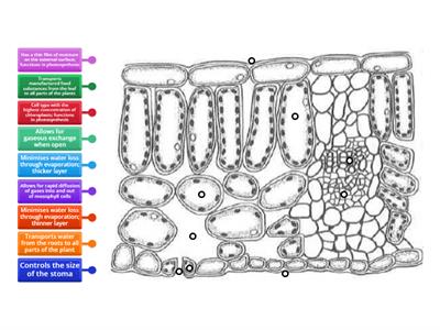 Cross-section of a leaf of dicotyledonous plant II