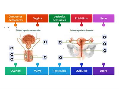 Sistema reproductor.