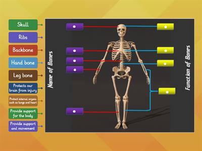 HUMAN SKELETAL SYSTEM AND ITS FUNCTION (YEAR 5) LEARNING WITH TEACHER ZIZIE ARDINA