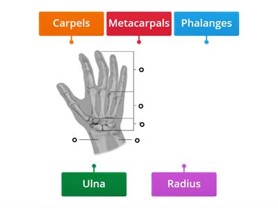 Diagram of bones in the hand and lower arm