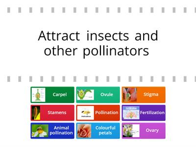 Y4 Pollination and fertilisation (Macmillan Natural and Social Science 4 )