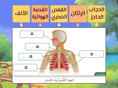 أعضاء الجهاز التنفسي