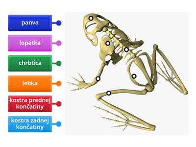 BIO Kostra obojživelníka