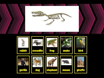 Animals' skeletons (Unit 8)