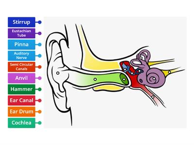 Label the Ear - LC Biology