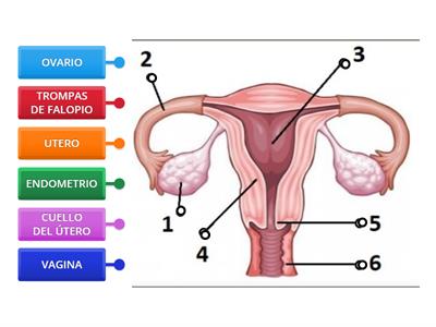 Órganos Genitales de  la mujer (INTERNOS) 