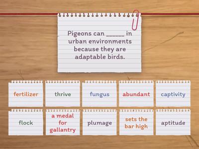 Ted-Ed: Pigeons