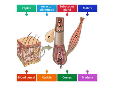 Hair structure (detailed)