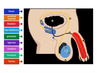 Male Reproductive System