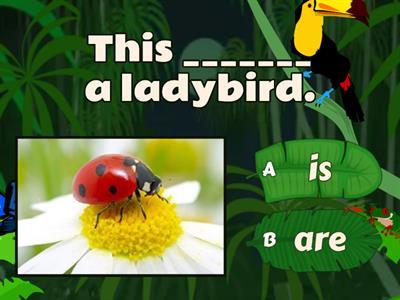 Ladybird