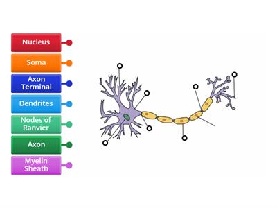 Label the neuron IB Psych