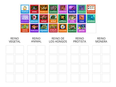 CLASIFICACIÓN DE LOS SERES VIVOS