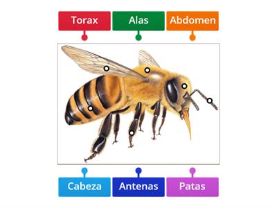 Partes de un insecto: abeja