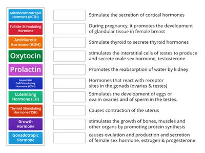C10. Endocrine Sys - Pituitary G: Hormone & Function