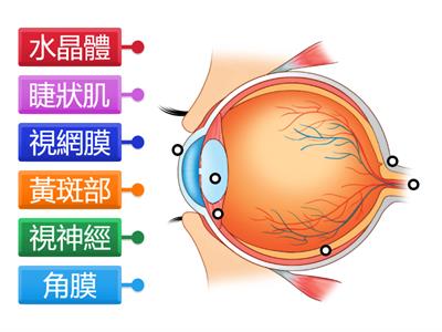 健體CH1-1眼睛的構造