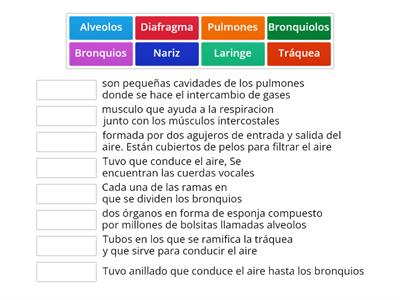 sistema respiratorio