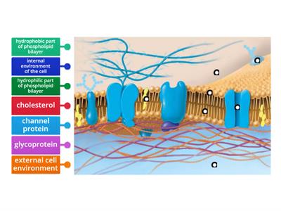 Labeling Cell Membrane