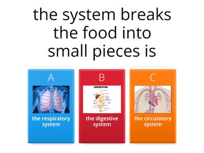 the digestive system