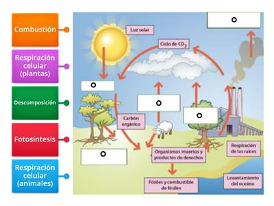 Ciclo del carbono