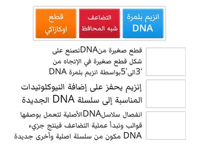 تضاعف DNA