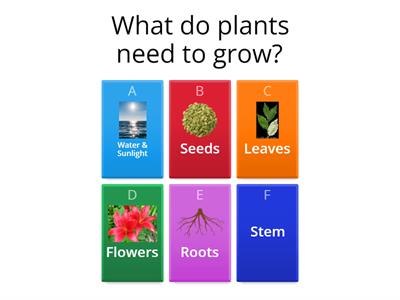 Plants - Quiz