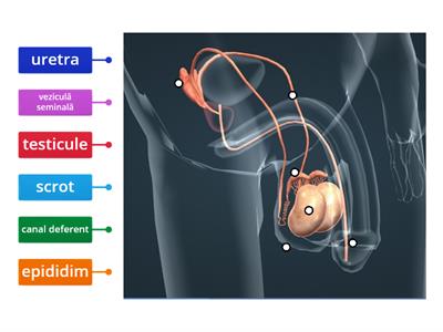 Anatomia sistemului reproducător masculin
