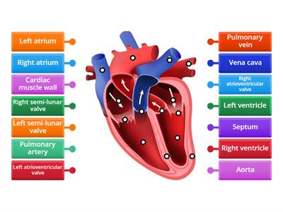 Heart labelling diagram