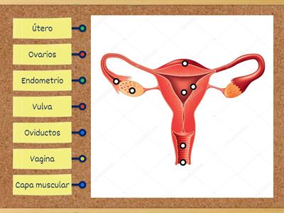 Sistema reproductor femenino