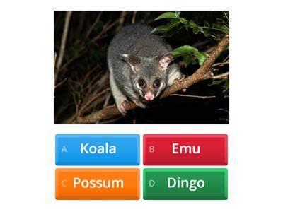 B2 - Name the Australian animal
