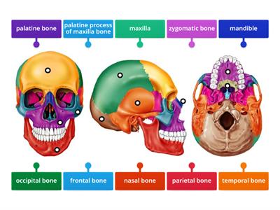 Cranial and Facial Bones