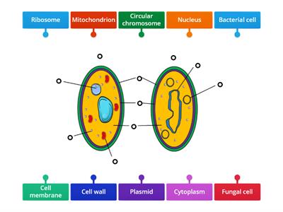 Bacterial & Fungal Cell Structure