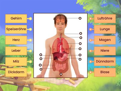 Biologie Organe MEc02