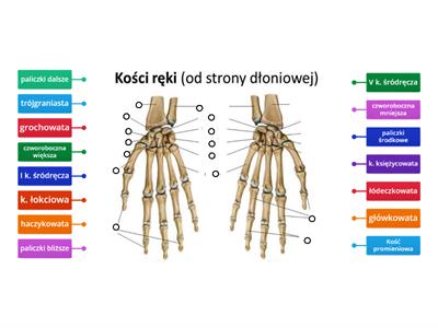 Kości ręki od str. dłoniowej wsh