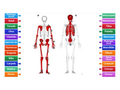 Label the Axial & Appendicular Skeleton