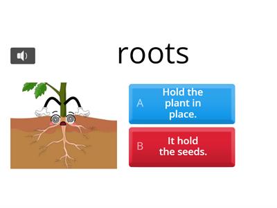 The parts of the plants with their characteristics.
