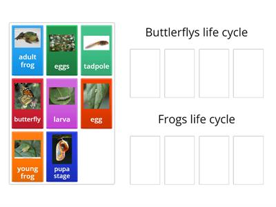 Life cycle