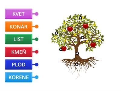 PRV1 - Rastliny - Časti stromu