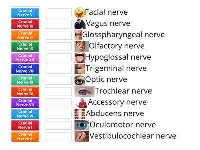Cranial Nerves Names