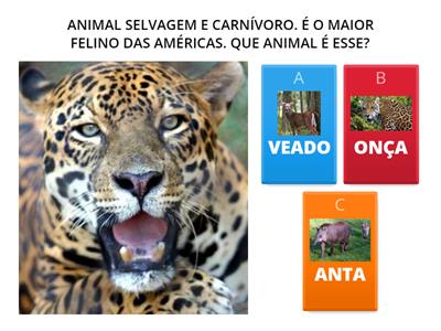 ANIMAIS - QUAIS ANIMAIS SÃO ESSES?