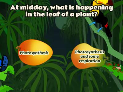 Photosynthesis review