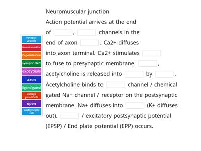 Describe the events at the neuro-muscular junction and post-synaptic cell which cause skeletal muscle to contract.