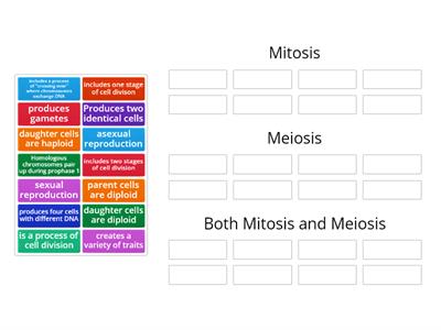 Mitosis vs. Meiosis 